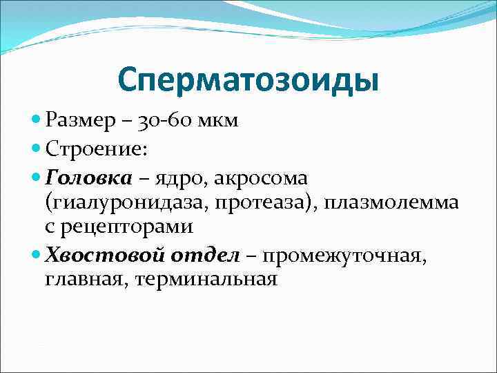 Сперматозоиды Размер – 30 -60 мкм Строение: Головка – ядро, акросома (гиалуронидаза, протеаза), плазмолемма