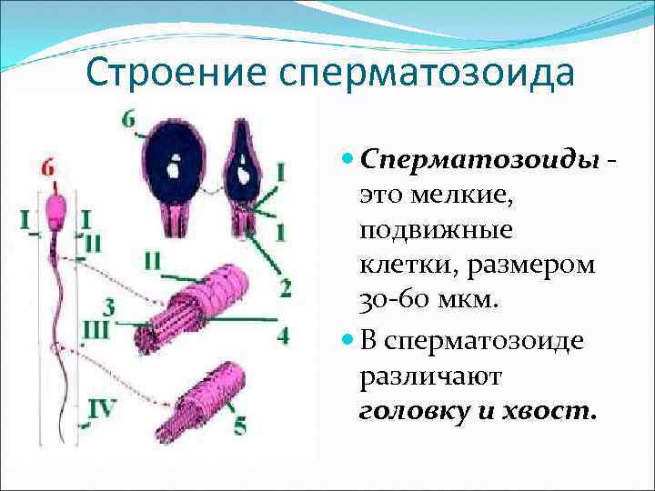 Строение сперматозоида Сперматозоиды - это мелкие, подвижные клетки, размером 30 -60 мкм. В сперматозоиде