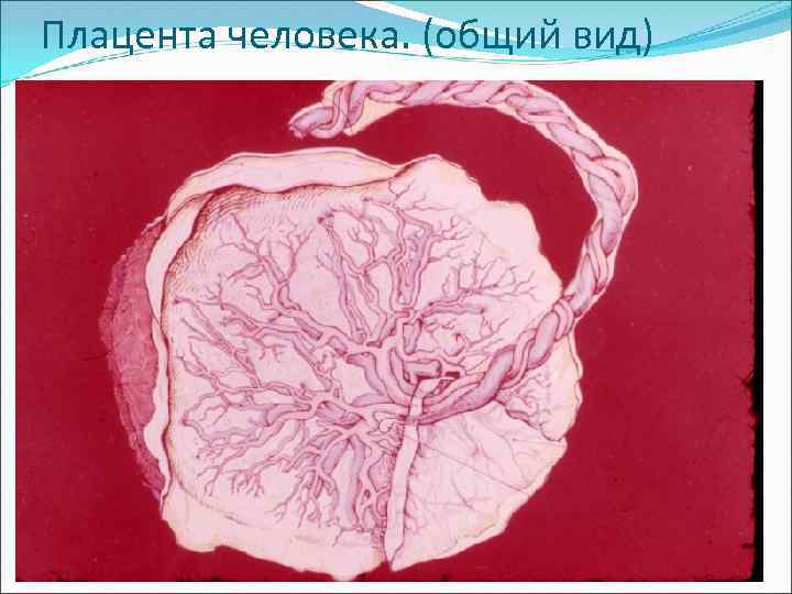 Плацента человека. (общий вид) 