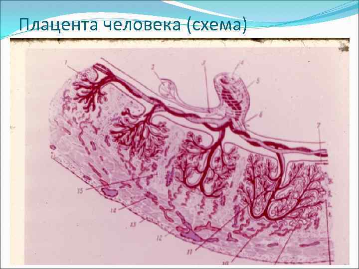 Плацента человека (схема) 