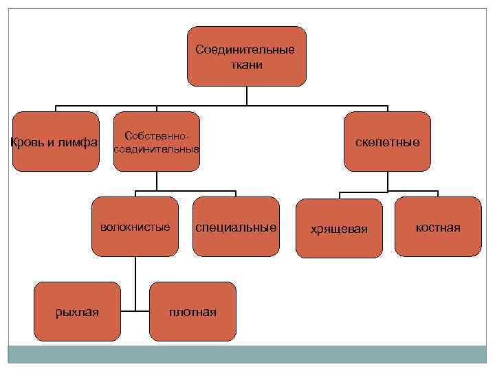 Соединительная ткань схема