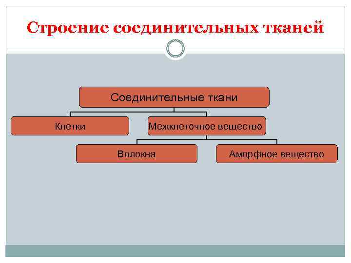 Строение соединительной