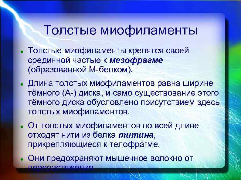 Толстые миофиламенты Толстые миофиламенты крепятся своей срединной частью к мезофрагме (образованной М-белком). Длина толстых