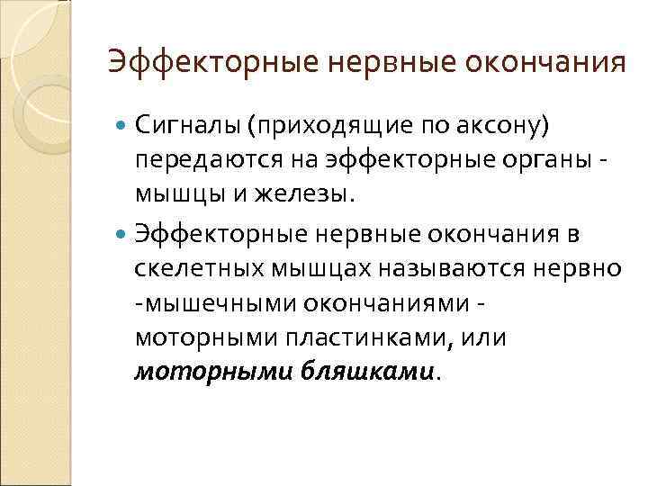 Эффекторные нервные окончания Сигналы (приходящие по аксону) передаются на эффекторные органы - мышцы и