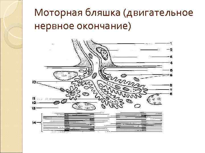 Моторная бляшка (двигательное нервное окончание) 