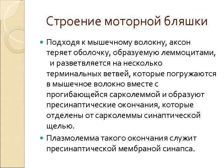 Строение моторной бляшки Подходя к мышечному волокну, аксон теряет оболочку, образуемую леммоцитами, и разветвляется