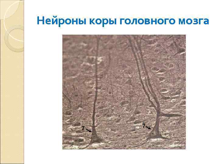 Нейроны коры головного мозга 