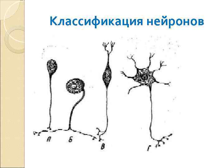 Классификация нейронов 