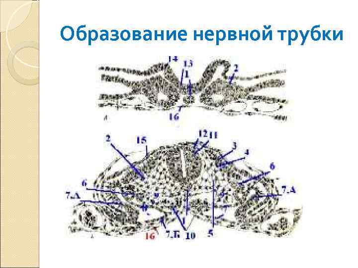 Образование нервной трубки 