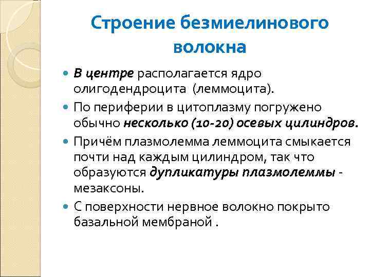 Строение безмиелинового волокна В центре располагается ядро олигодендроцита (леммоцита). По периферии в цитоплазму погружено