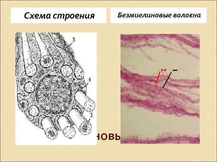 Безмиелиновые нервные волокна гистология рисунок