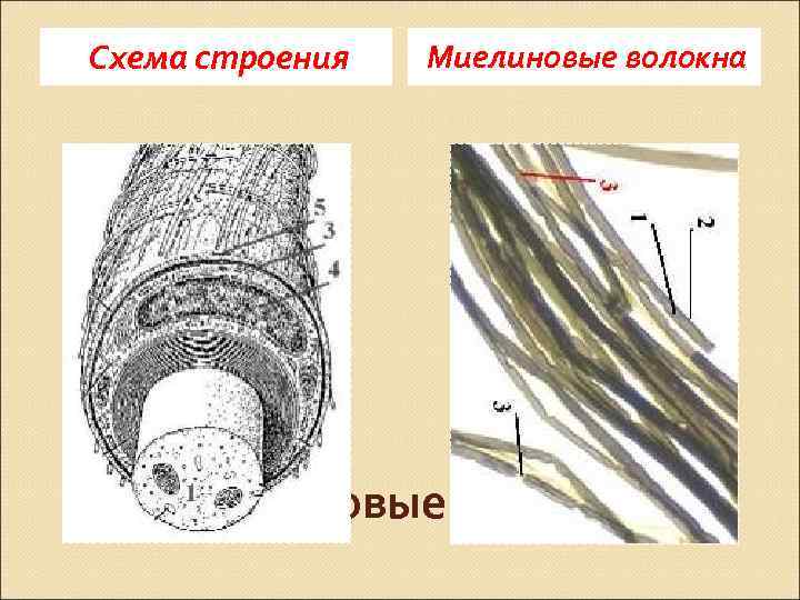 Схема строения Миелиновые волокна 