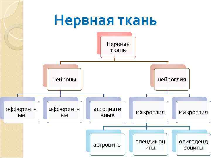 Нервная ткань нейроны эфферентн ые афферентн ые нейроглия ассоциати вные макроглия микроглия астроциты эпендимоц