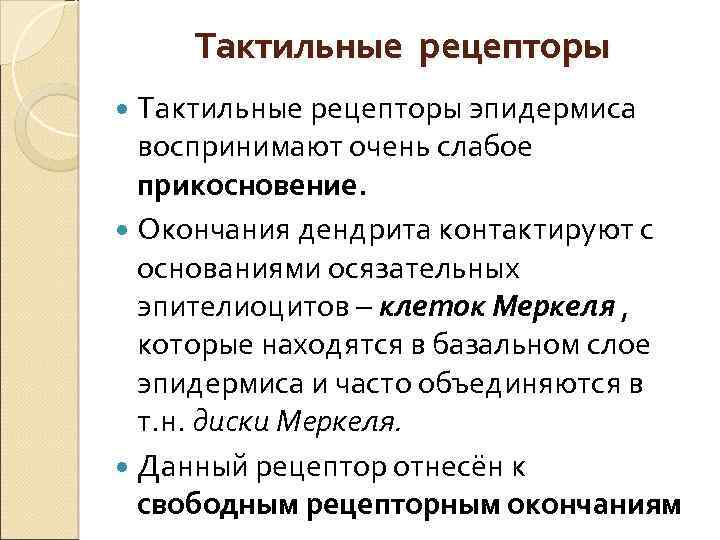 Тактильные рецепторы эпидермиса воспринимают очень слабое прикосновение. Окончания дендрита контактируют с основаниями осязательных эпителиоцитов