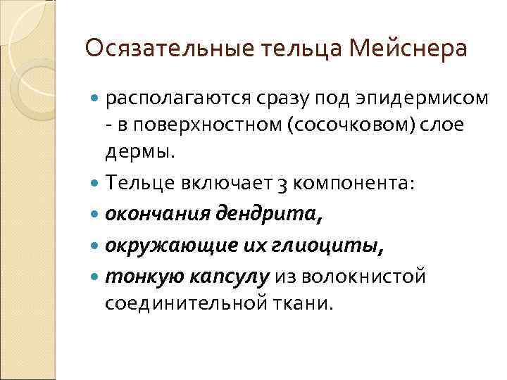 Осязательные тельца Мейснера располагаются сразу под эпидермисом - в поверхностном (сосочковом) слое дермы. Тельце