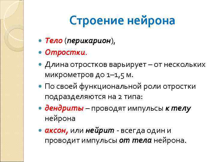 Строение нейрона Тело (перикарион), Отростки. Длина отростков варьирует – от нескольких микрометров до 1–