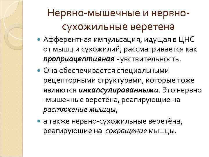 Нервно-мышечные и нервносухожильные веретена Афферентная импульсация, идущая в ЦНС от мышц и сухожилий, рассматривается