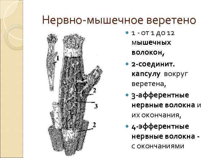 Нервно-мышечное веретено 1 - от 1 до 12 мышечных волокон, 2 -соединит. капсулу вокруг