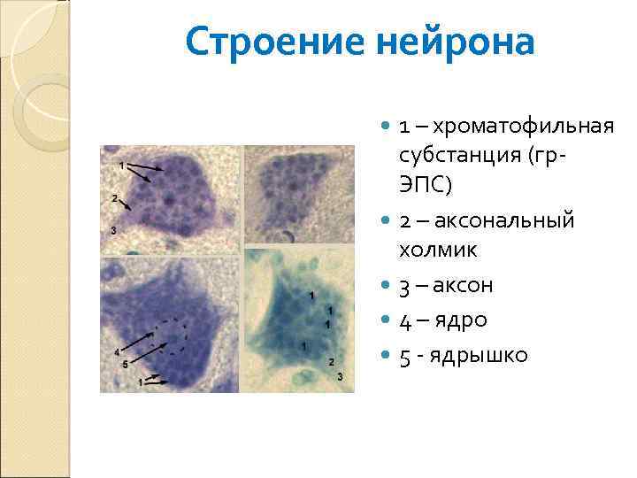 Строение нейрона 1 – хроматофильная субстанция (гр. ЭПС) 2 – аксональный холмик 3 –