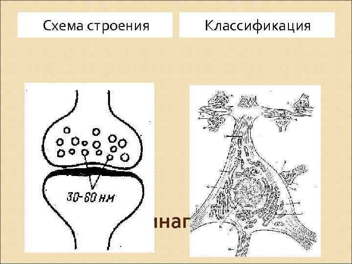 Схема строения Классификация Синапсы 