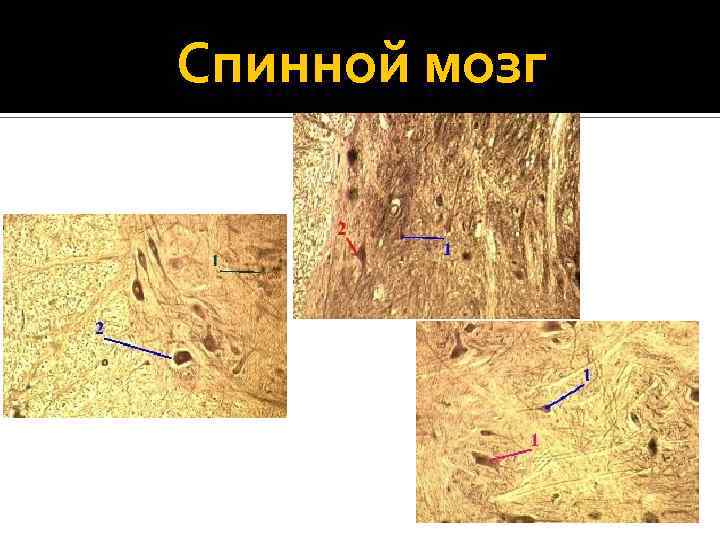 Спинной мозг 