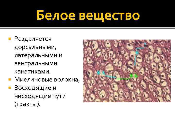 Белое вещество Разделяется дорсальными, латеральными и вентральными канатиками. Миелиновые волокна, Восходящие и нисходящие пути