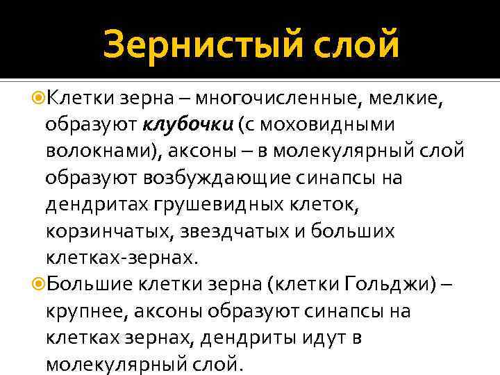 Зернистый слой Клетки зерна – многочисленные, мелкие, образуют клубочки (с моховидными волокнами), аксоны –