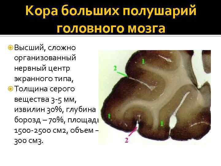 Кора больших полушарий головного мозга Высший, сложно организованный нервный центр экранного типа, Толщина серого