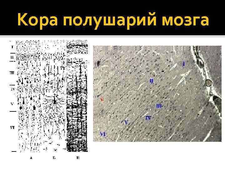 Кора полушарий мозга 