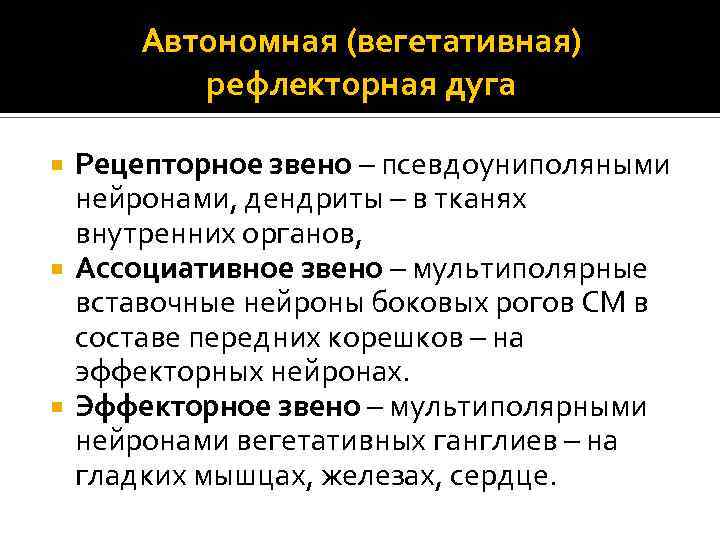 Автономная (вегетативная) рефлекторная дуга Рецепторное звено – псевдоуниполяными нейронами, дендриты – в тканях внутренних