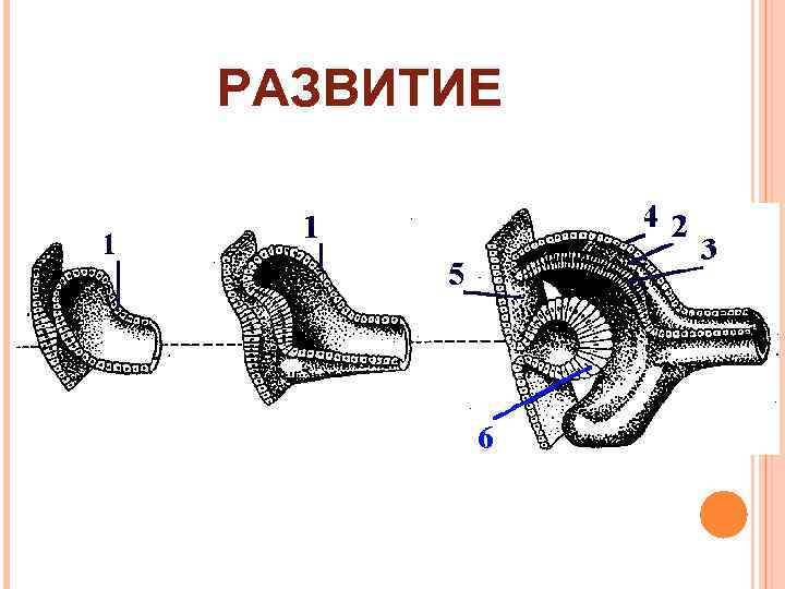 РАЗВИТИЕ 