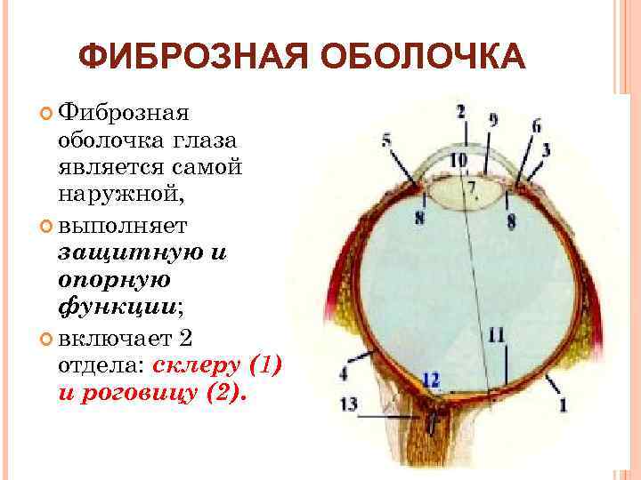 К какой оболочке глаза относится роговица