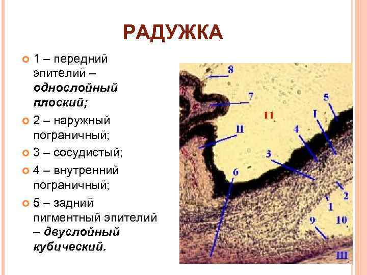 РАДУЖКА 1 – передний эпителий – однослойный плоский; 2 – наружный пограничный; 3 –