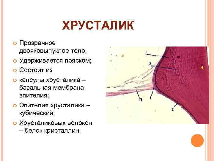 ХРУСТАЛИК Прозрачное двояковыпуклое тело, Удерживается пояском; Состоит из капсулы хрусталика – базальная мембрана эпителия;