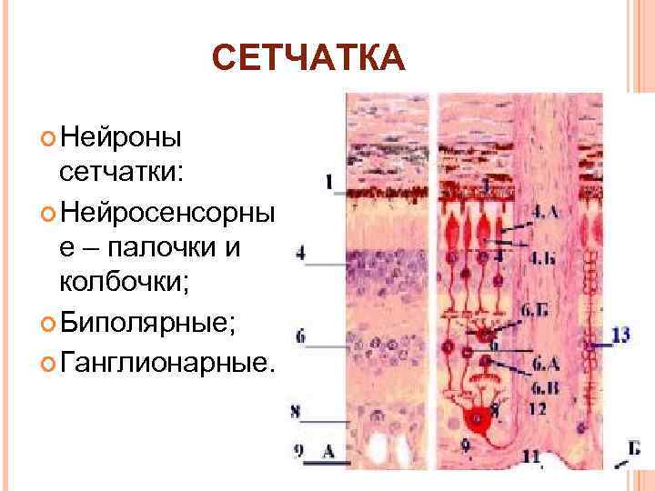 СЕТЧАТКА Нейроны сетчатки: Нейросенсорны е – палочки и колбочки; Биполярные; Ганглионарные. 