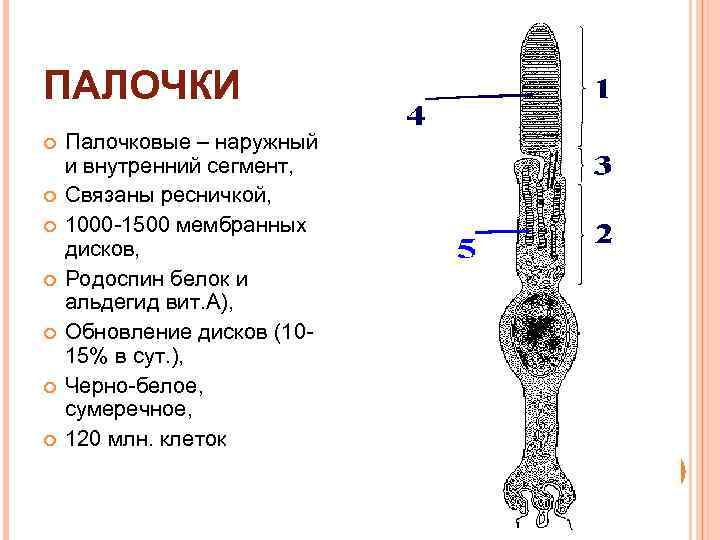 ПАЛОЧКИ Палочковые – наружный и внутренний сегмент, Связаны ресничкой, 1000 -1500 мембранных дисков, Родоспин