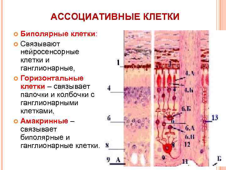 АССОЦИАТИВНЫЕ КЛЕТКИ Биполярные клетки: Связывают нейросенсорные клетки и ганглионарные, Горизонтальные клетки – связывает палочки