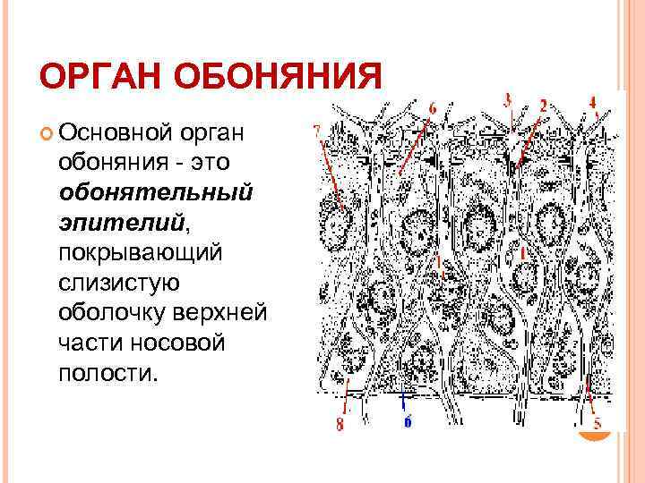 Схема строения органа обоняния