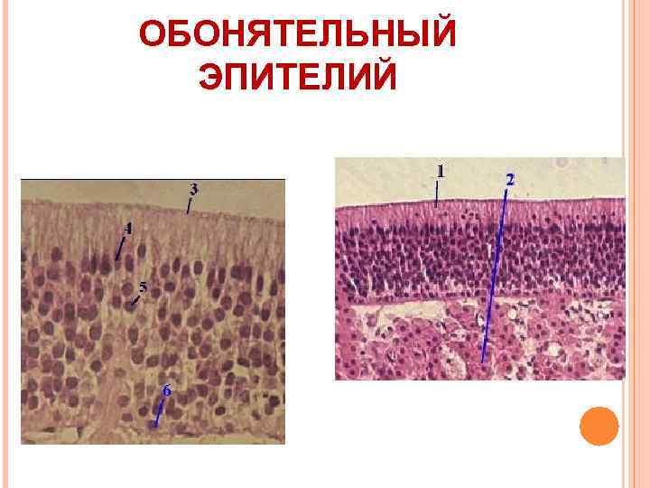 Схема строения обонятельного эпителия