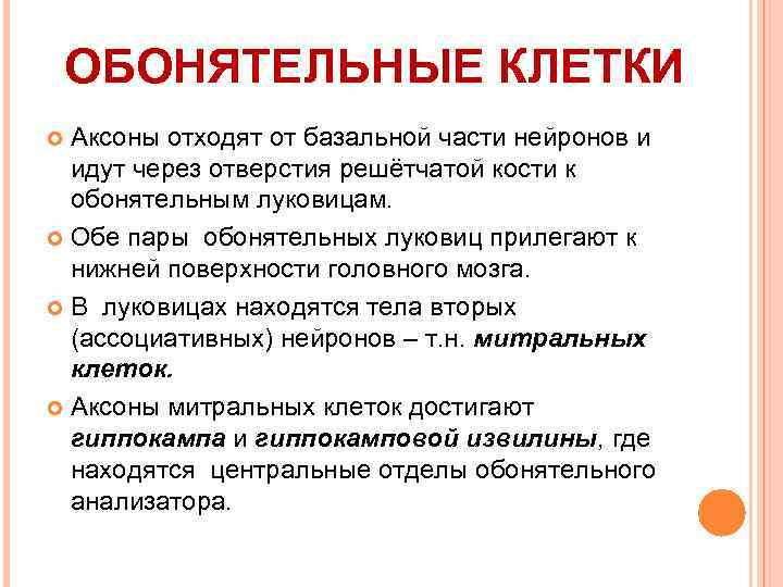 ОБОНЯТЕЛЬНЫЕ КЛЕТКИ Аксоны отходят от базальной части нейронов и идут через отверстия решётчатой кости