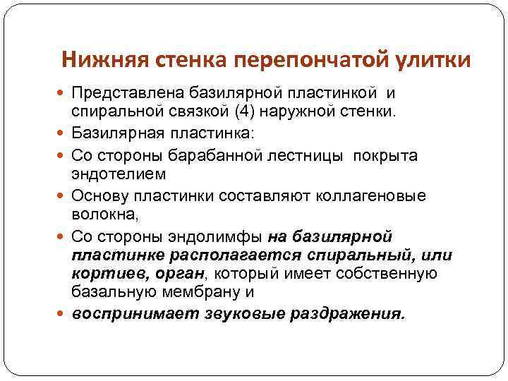Нижняя стенка перепончатой улитки Представлена базилярной пластинкой и спиральной связкой (4) наружной стенки. Базилярная