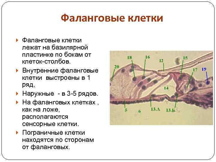 Фаланговые клетки лежат на базилярной пластинке по бокам от клеток-столбов. Внутренние фаланговые клетки выстроены