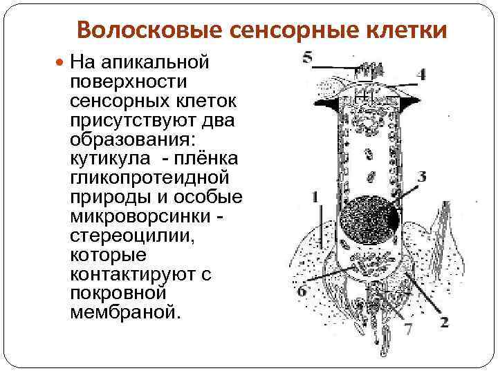 Внутренняя поверхность имеет. Строение волосковой клетки. Апикальные клетки. Волосковые клетки уха. Апикальная поверхность клетки.