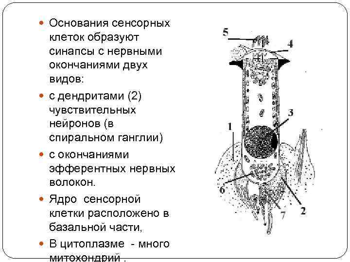 Основания сенсорных клеток образуют синапсы с нервными окончаниями двух видов: с дендритами (2)