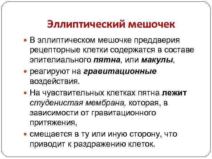 Эллиптический мешочек В эллиптическом мешочке преддверия рецепторные клетки содержатся в составе эпителиального пятна, или