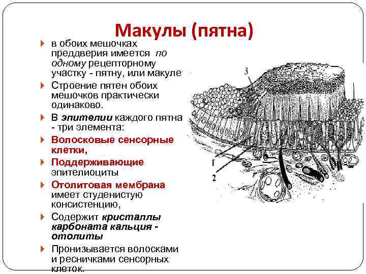 Макулы (пятна) в обоих мешочках преддверия имеется по одному рецепторному участку - пятну, или