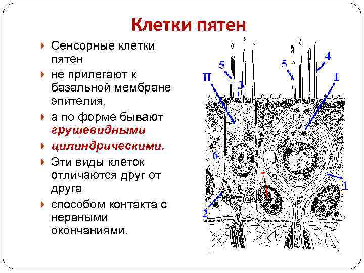 Клетки пятен Сенсорные клетки пятен не прилегают к базальной мембране эпителия, а по форме