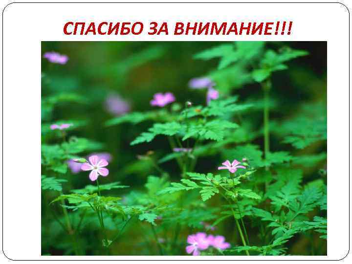 СПАСИБО ЗА ВНИМАНИЕ!!! 