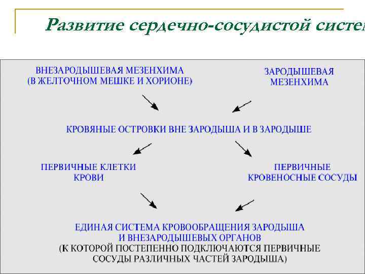 Развитие сердечно-сосудистой систем 