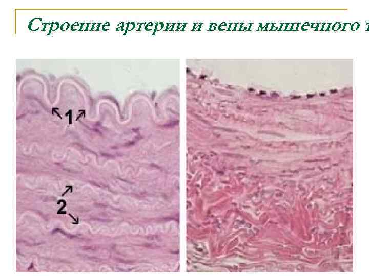 Строение артерии и вены мышечного т 